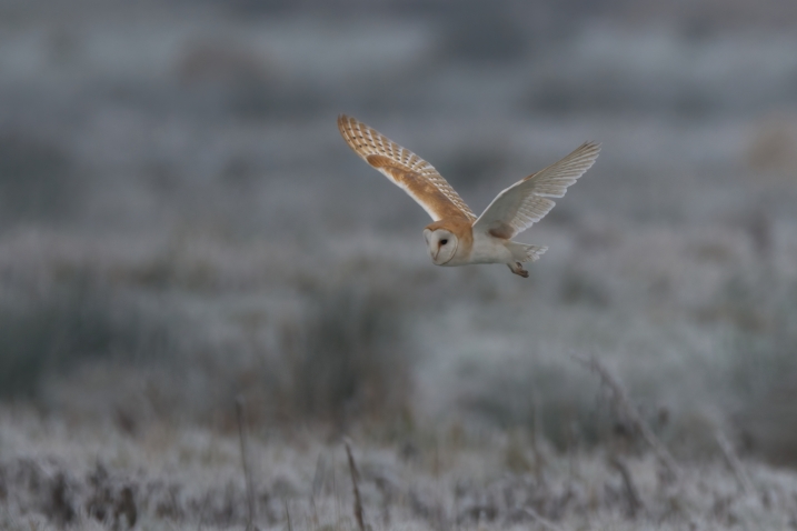 Barn owl Simon Royal 3.jpg